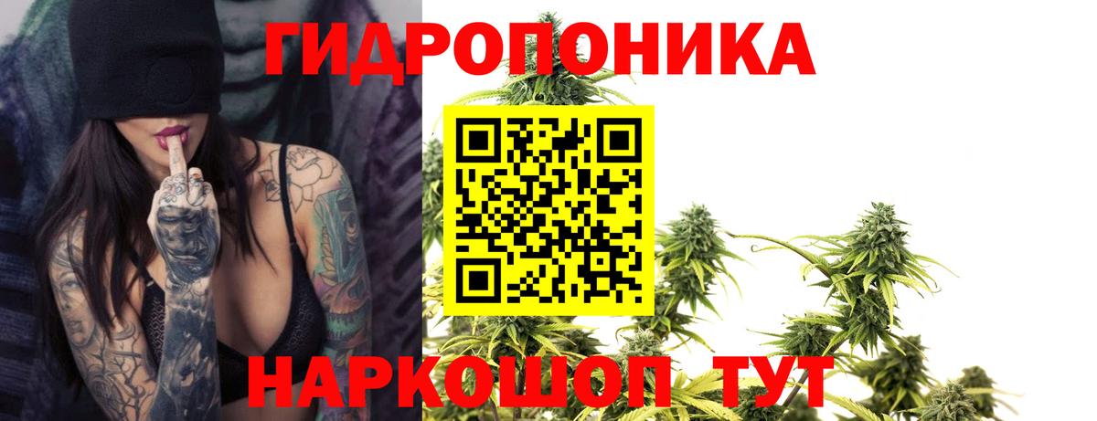 Шишки марихуана гибрид Аша